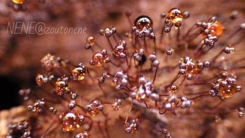 雨の滴め鼈甲飴みたいになったクモノスホコリボバーン #myxomycetes #slimemold #変形菌 #粘菌