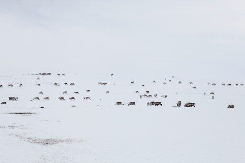 There 180,000 reindeer in Norway, and 15 people whose only job is to police them. Yeah, that’s
