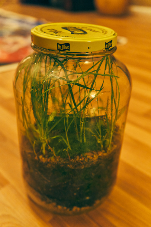 Update on the Storm Jar. Doing great, throwing out new little plants and of course, plenty of grass.