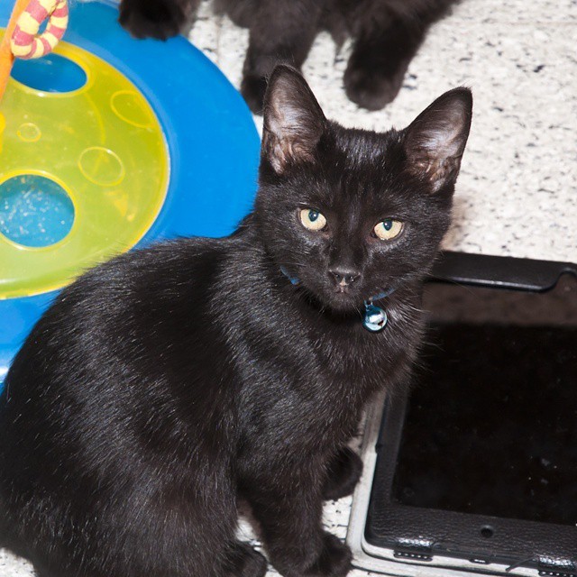 Black Kittens love #android
#cat #cats #catsagram #catstagram #instagood #kitten #kitty #kittens #pet #pets #animal #animals #petstagram #petsagram #photooftheday #catsofinstagram #ilovemycat #instagramcats #nature #catoftheday #lovecats #furry...