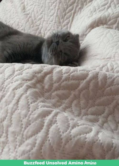 Here's Some Pictures Of My Cat From Amino