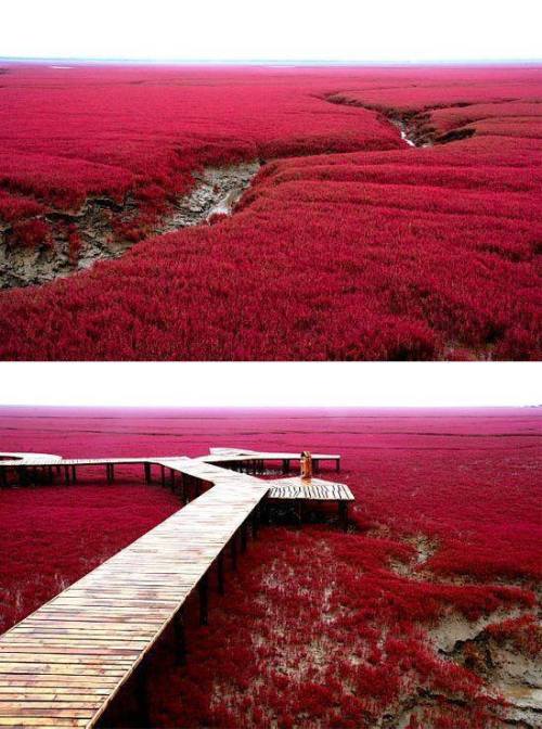 This is the aptly named “Red Beach”, located southwest of Panjin City in China’s Liaoning Province. 