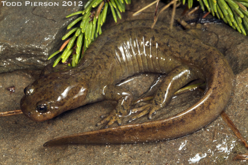 collectiveofanimals:   Batrachuperus tibetanus: Alpine Stream Salamander by Todd Pierson Via Flickr: