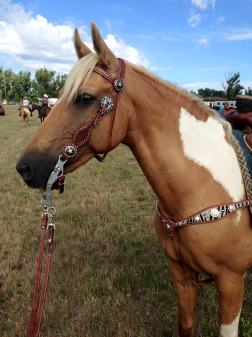 Missouri fox trotter stallion