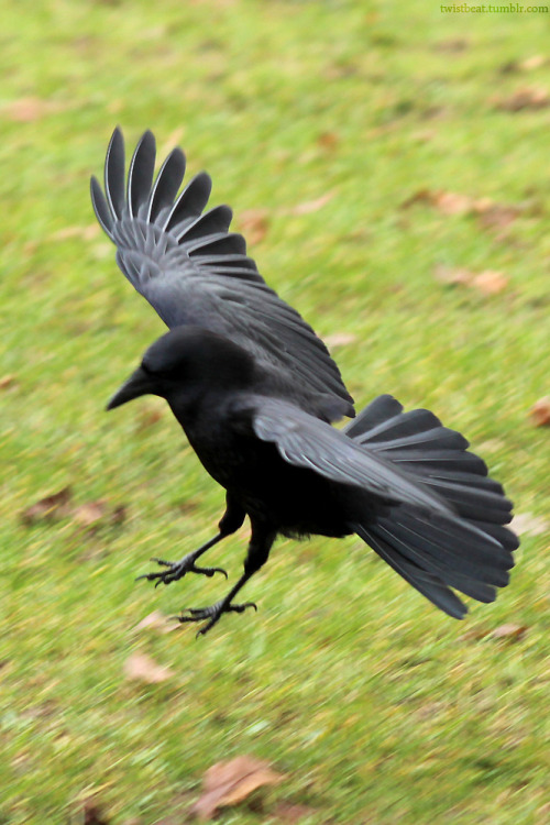 twistbeat:So, these are the kind of shots I usually try to go for when taking pictures of the crows flying. As you can see they’re typically at a good angle but slightly out of focus. It’s unfortunate, but they make excellent reference shots if you’re