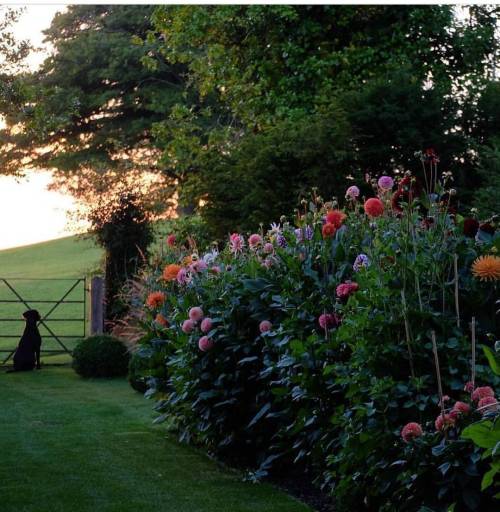 stepfordwasp:Dahlias at dusk