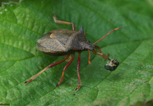 A spiked shield bug - Picromerus bidens - showing off its rather formidable insect-skewering mouthpa