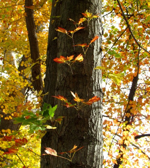 An odd red maple, with leaves coming out of its trunk.