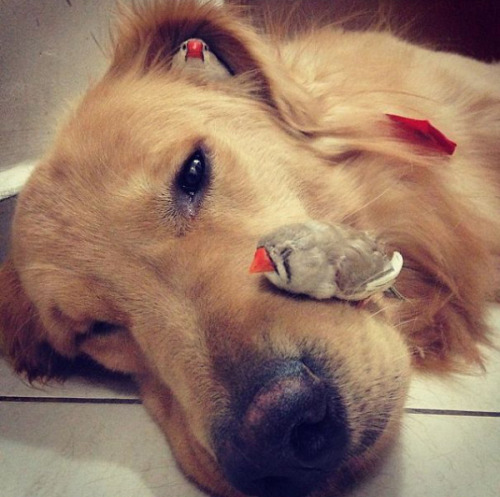 tastefullyoffensive:Bob the golden retriever is best friends with eight birds and a hamster.(photos 