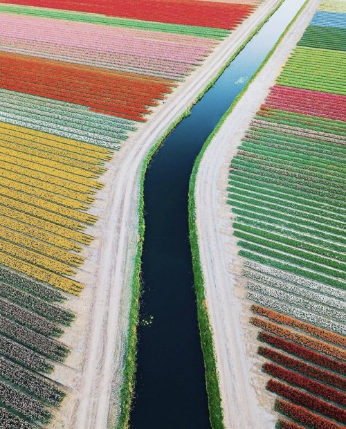 A river running through the tulip fields of Lisse, Netherlands