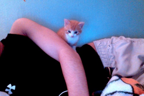 I found pictures of Ginger when she was just a little baby kitten. 😢😩
