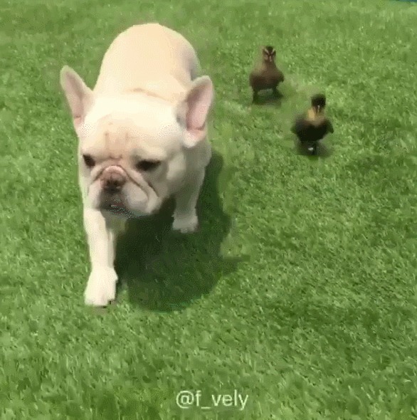 hunnicinnabunni:Duck&amp;Doggie Besties X