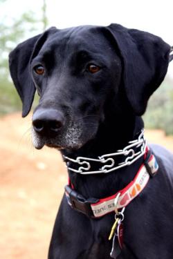 handsomedogs:  This is my beautiful black lab mix named Jet after her jet-black coat. She’s 4 years-old and striking her best pose at our family ranch in South Texas. 