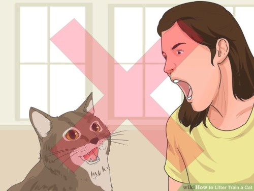 WikiHow Cat Illustrations