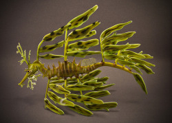 libutron:  Leafy Seadragon Art - Exquisite Glass work made entirely of flameworked borosilicate glass.  Artist: Jupiter Nielsen [Top] - [Bottom]