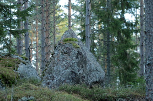michaelnordeman:Moss and lichens on rocks in a forest in Värmland, Sweden. 