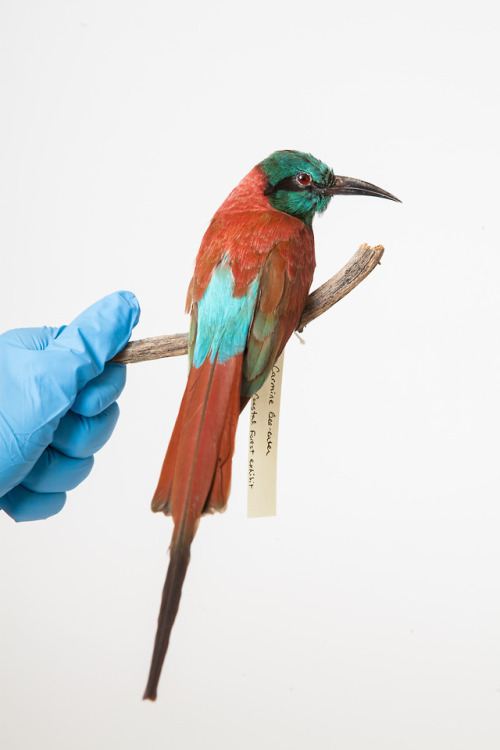 Southern carmine bee-eater / CAS-ORN 98024Scientific name: Merops nubicus   Collection: Ornithology 