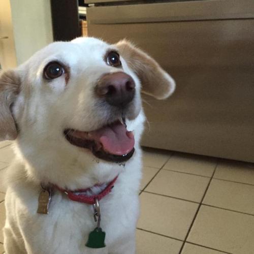 awwcutepets:It’s my cake day, so here is my pup. Her name is Cha and she is 10. She is the best.