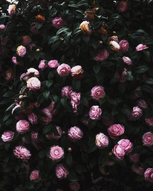 floralls:by Mai Yanagisawa