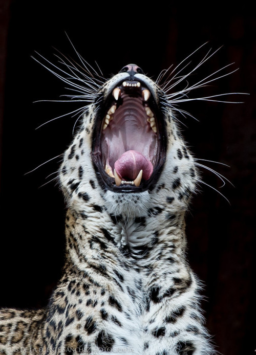 alwayssunny11:  Sleepy… Night all :)  Leopardo by Luigisan   