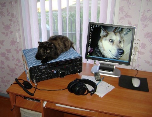 totheark: ham radio cats