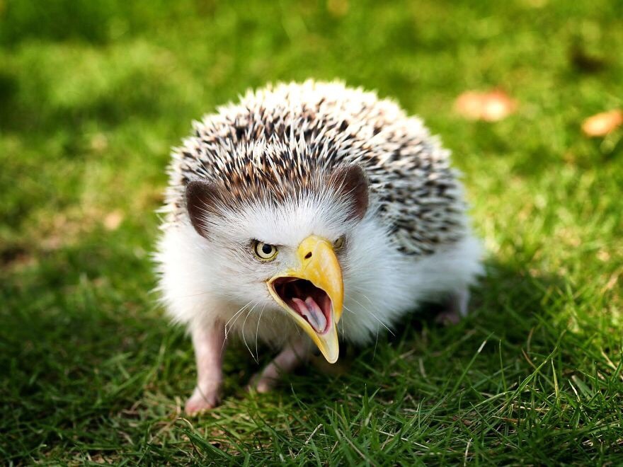 why-am-i-awake:  i-cant-decide-on-a-good-url:  omgbuglen:  Animals of a Parallel