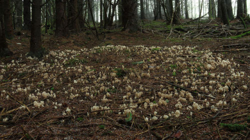 An unusually neat, near circular patch of crested coral fungus - Clavulina coralloides.