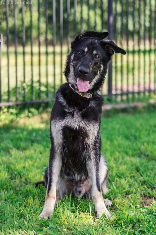 thelazypetowner: Here’s another boy I took pictures of for Austin German Shepherd Rescue. :) H