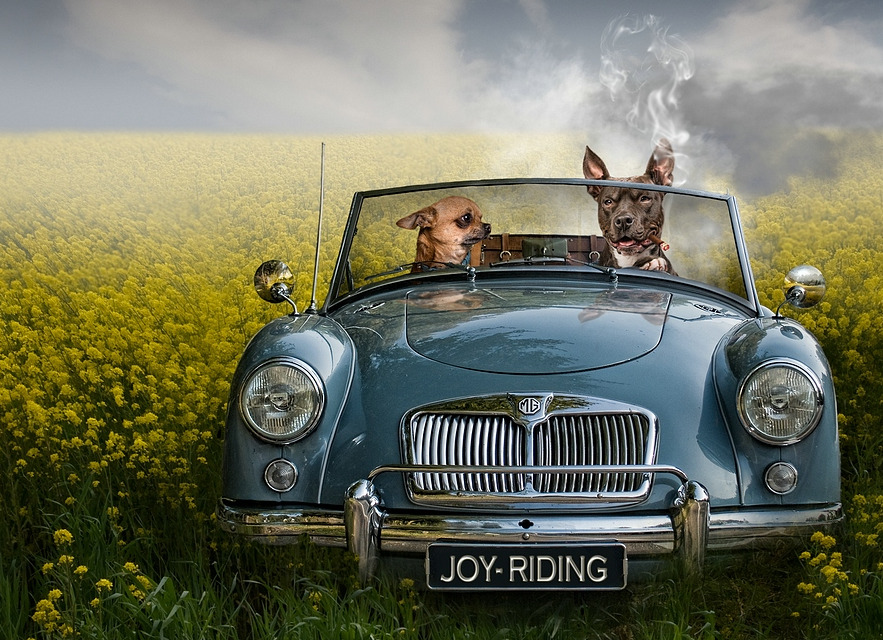 thesensualstarfish:  Joyriding © Jeannette Oerlemans Models: Buddha the Chiwawa