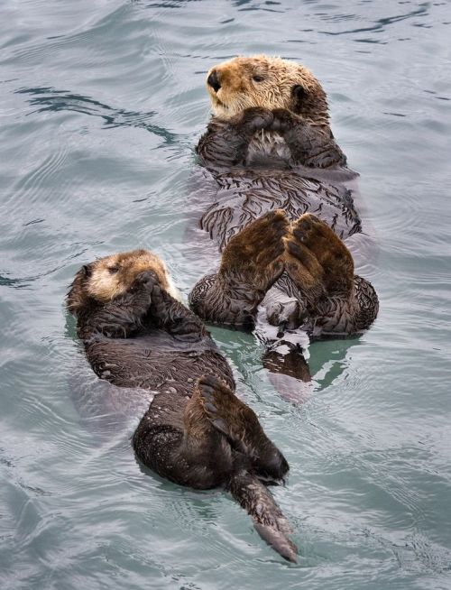 wildlifepower:   SEA OTTERS TIME!!! The sea porn pictures