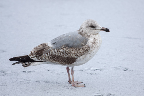 Today’s series (well technically the pictures are from yesterday) - birds on ice. Black headed gulls