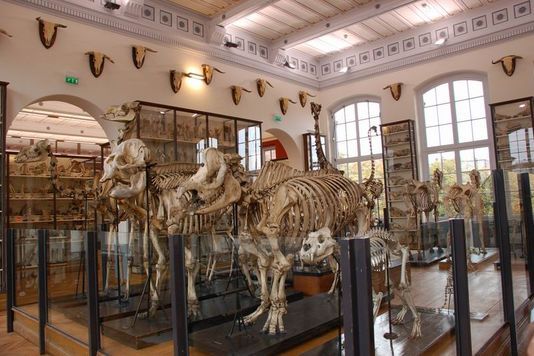 sixpenceee:  oddphilosiphies:  sixpenceee:  Another oddity museum for all the bizarre