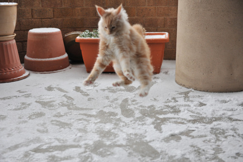 tastefullyoffensive:Jonesy the Cat’s First Time Playing in SnowPhotos by Elizabeth V. BourasWow, tha