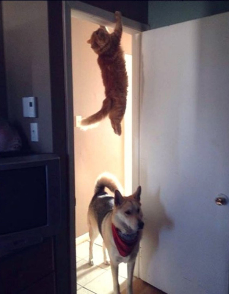 blondibooo:  srsly-cereal:  meowoofau:  13 cats failing at hide and seek As good