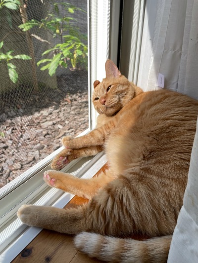chikuwathecat:Leave me alone.ほっといて。