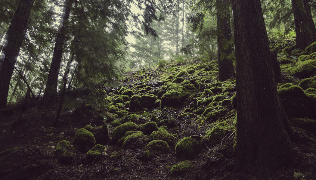 opticallyaroused:  Mako Miyamoto’s The Emerald Forest: Brilliant, Mysterious Landscapes