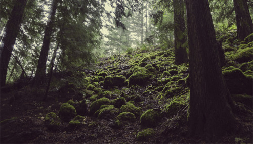 opticallyaroused:  Mako Miyamoto’s The Emerald Forest: Brilliant, Mysterious Landscapes 