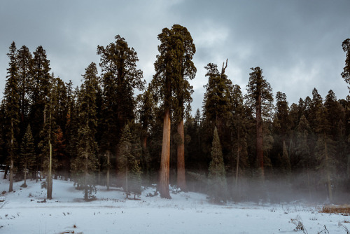 jasonincalifornia:Misty Meadow in Sequoia National Park - Round MeadowPrints/Society6