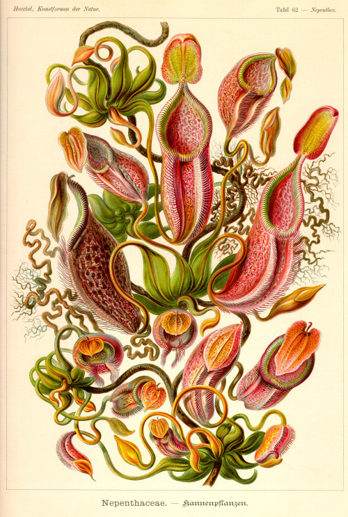 gaglioffo:Ernst Haeckel, “Tafel 62 — Nepenthes”, from Kunstformen der Natur, 