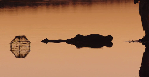 timbuktu (2014) - Director: Abderrahmane Sissako- Cinematographer: Sofian El Fani ”where is forgiven