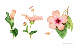 kendyllhillegas:Wild Hibiscus, by Kendyll