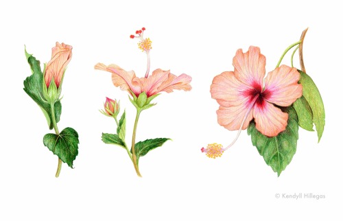 XXX kendyllhillegas:Wild Hibiscus, by Kendyll photo