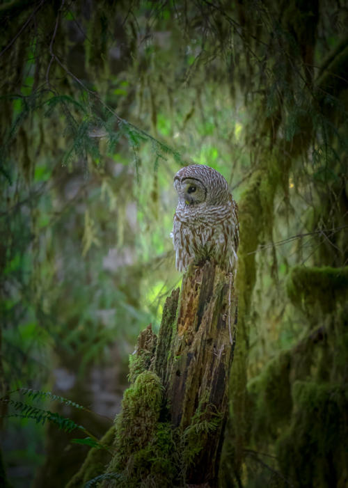 drxgonfly:Haunting Grounds (by Joseph Rossbach)