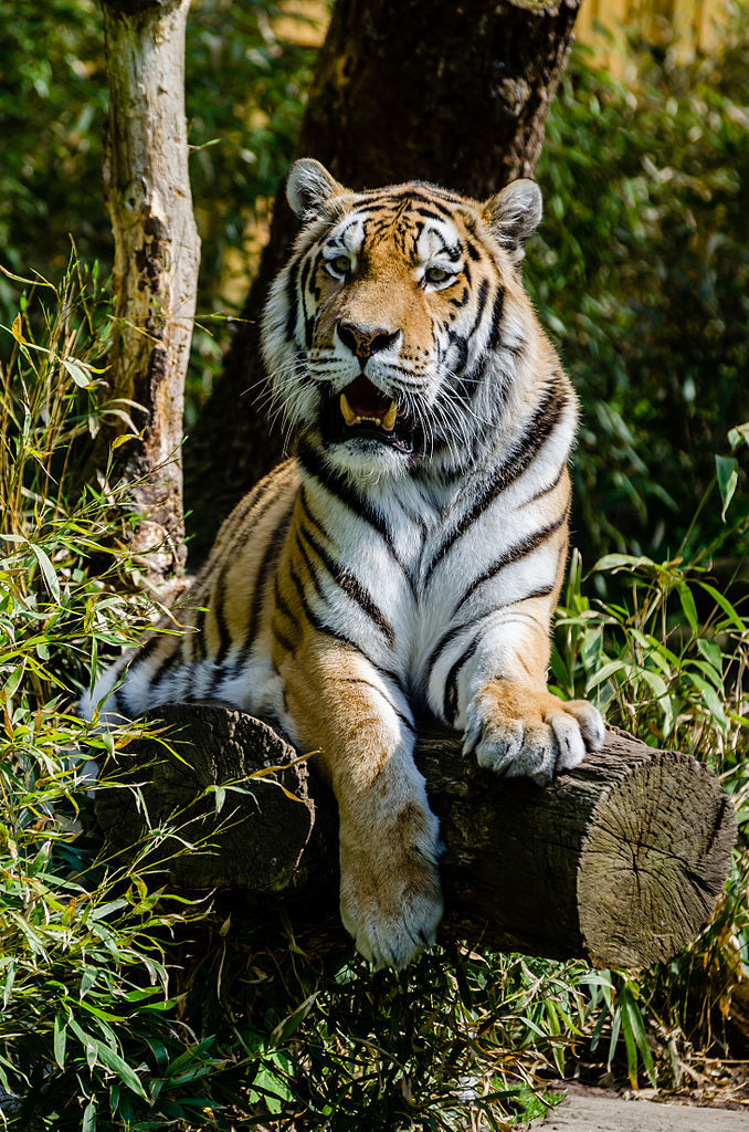 magicalnaturetour:  Tuxyso 