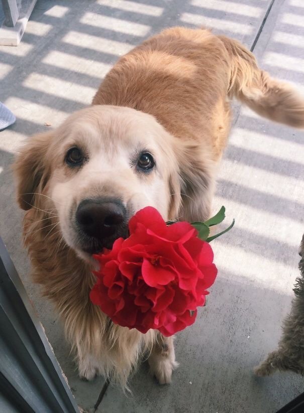 brookbooh:Dogs and flowers!! :D