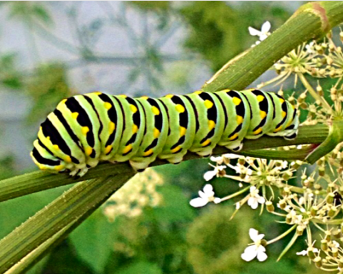 A black swallowtail caterpillar at my girlfriend&rsquo;s house a few weeks ago.