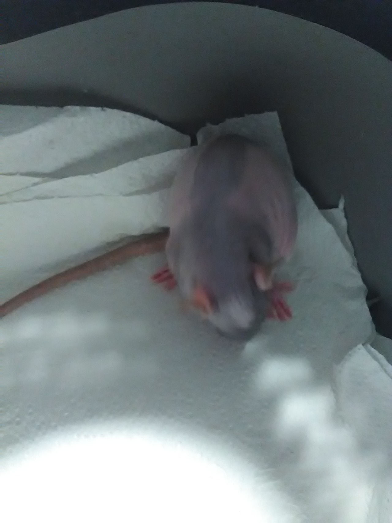 potoosrats:  meet my newest child, Surgatanus &lt;3 She’s a lovely little naked