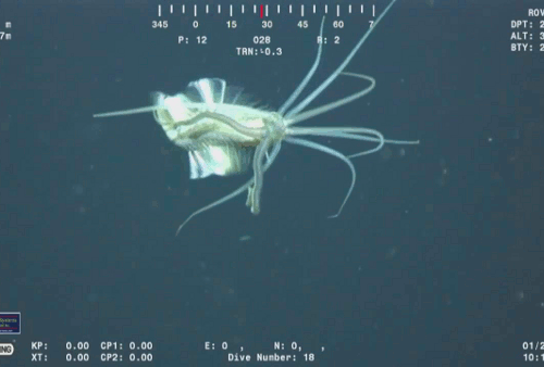 unexplained-events:SquidwormThis is a species of acrocirrid polychaete worm. It was seen in ROV foot