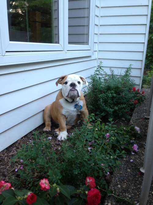 cloverthebulldog: I spent sometime with my grandparents this past weekend. I really enjoyed playing