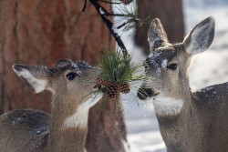 typhlonectes:   Mule Deer (Odocoileus hemionus) graze on pine needles at Rocky Mountain National Park, CO, USA photograph via: National Park Service 